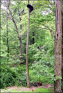 медведя на дерево загнал.jpg