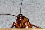 10 вещей, которые бы я сделал, будучи тараканом.jpg