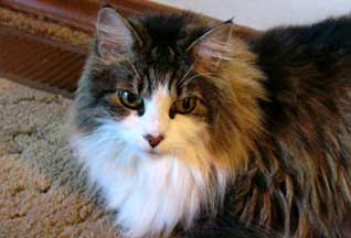 спас жизнь брошенного младенца.jpg