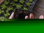picturesmall.jpg