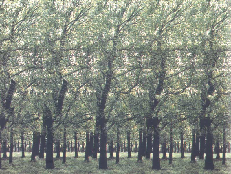 stereo-pictures_10.jpg