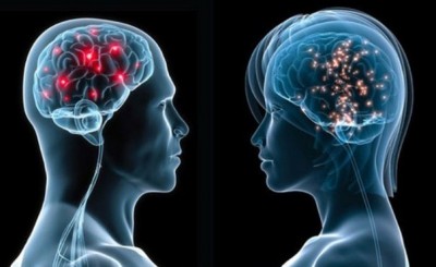 Мозг мужчины и женщины.jpg