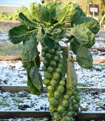 Брюссельская капуста.jpg (211.89 КБ) Просмотров: 797991 Брюссельская капуста.jpg